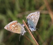 Common Blue Polyommatus