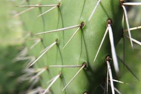 cactus with large spines close-up on blurred background