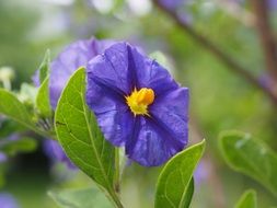 closeup view of Gentian Shrub Flowers