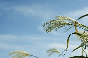 green grass seed heads at sky