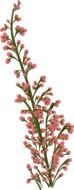 tiny Pink Flowers Drawing