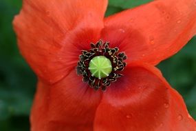 red poppy in water drops close up