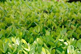 bush with green leaves close-up