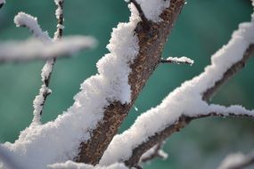 snow on a gray tree branch