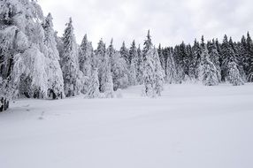 White Snowy Forest Frost