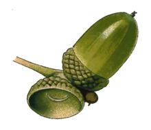 Acorn Nut Oak drawing