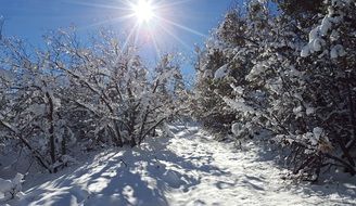 Snowfall in a forest