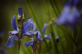 delightful beauty Gladioli