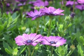 Purple anemone flowers blossom