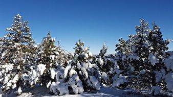 fluffy snow in a pine forest