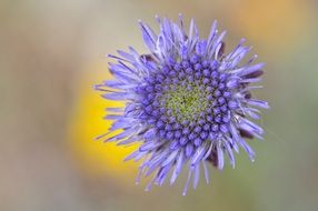 natural purple flower close-up