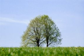 double tree on a green meadow