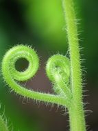 Green Plant Zucchini