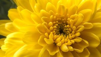 yellow chrysanthemum closeup in the garden