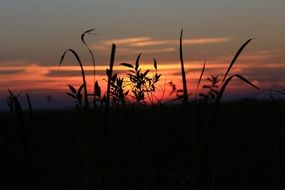 dark silhouettes of the grass against the bright evening sky
