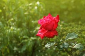 Beautiful red rose in morning dew at blurred green background