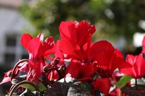red cyclamen flowers in the park