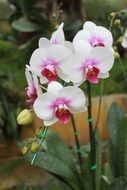 orchid flowers floristry