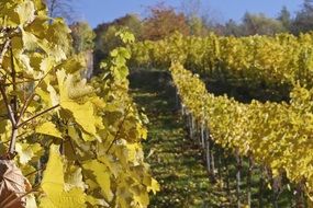 vineyard in autumn day