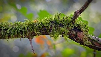 wonderful Moss