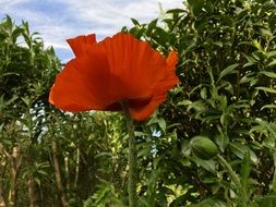 incredibly delicious Poppy Flower