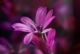 purple flowers on blurred background