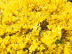 Forsythia Blossoms