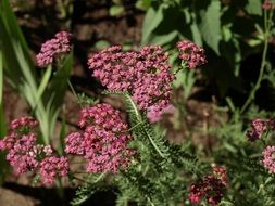 Red Yarrow Achillea Millefolium Plant