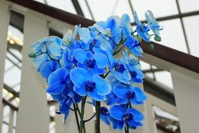 blue orchid on the background of the facade of the building