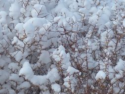 A lot of the snow on the bushes