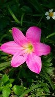 Pink rain lily blossoms