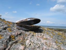 rock near the baltic sea