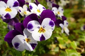 incomparable Thoughts Flowers