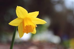 yellow daffodil flower in early spring close-up on blurred background