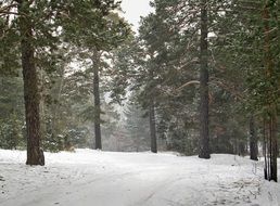 Nature Winter Landscape