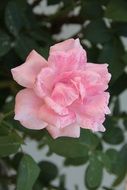 closeup photo of delicate pink garden rose