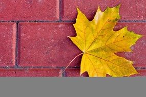 yellow autumn leaf on a red brick wall