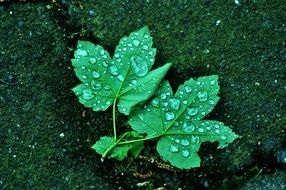 raindrops on green maple leaves