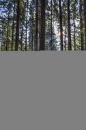 Landscape of Natural Green Forest