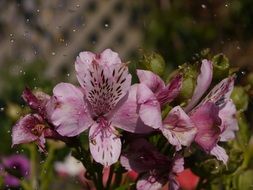 raindrops on pink alstromeria