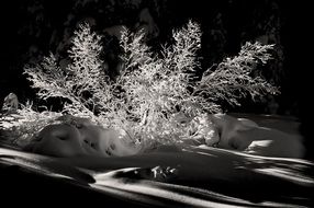 Winter Scene, frosted Bushes on snow, black and white image
