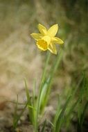 yellow narcissus in the garden