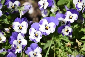 Penny Flowers, White and Purple violas in bloom outdoor