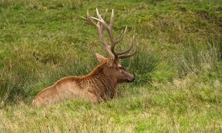 Red deer in forest