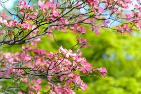tree with pink flowers in arboretum