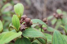 senggani is an indonesian plant