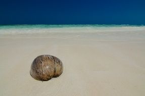 coconut on the white sand beach, thailand