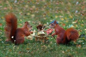 Squirrel Wedding