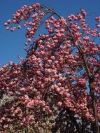 ornamental japanese cherry tree in spring