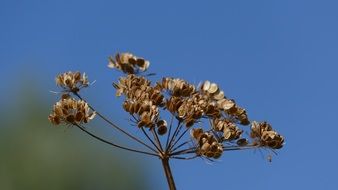 dry seed head of umbrella plant at Sky